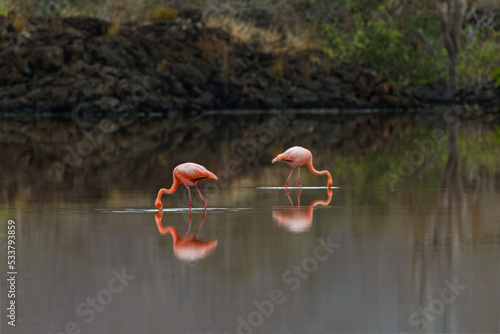 Galapagos Flamingo or Caribbean flamingo, Flamingo Lagoon, Punta Cormorant. Floreana Island, Galapagos Isalnds, Ecuador. photo
