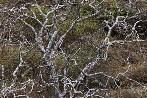 Palo santo tree. Floreana Island, Galapagos Islands, Ecuador photo