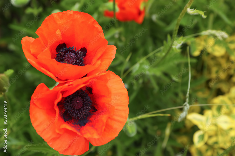 Beautiful red poppy flowers in garden, closeup. Space for text Beautiful red poppy flowers in garden, closeup. Space for text