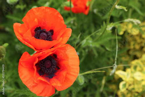 Beautiful red poppy flowers in garden, closeup. Space for text