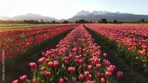 Tulipanes Patagonia, Trevelin Chubut Argentina
