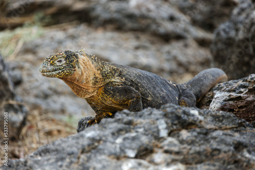 Hybrid Iguana, South Plaza Island, Galapagos Islands, Ecuador.