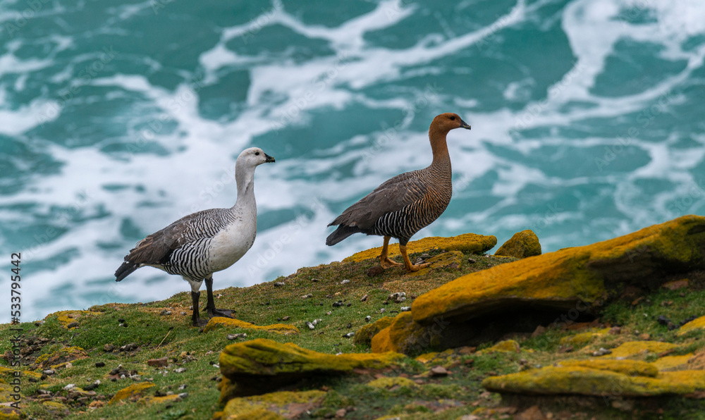 Falkland Islands, male and female Upland Magellan Geese walk along lichened cliff of Saunders Island.