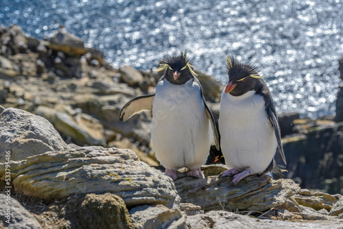 Falkland Islands  pair of rockhopper penguins nest on cliff  New Island