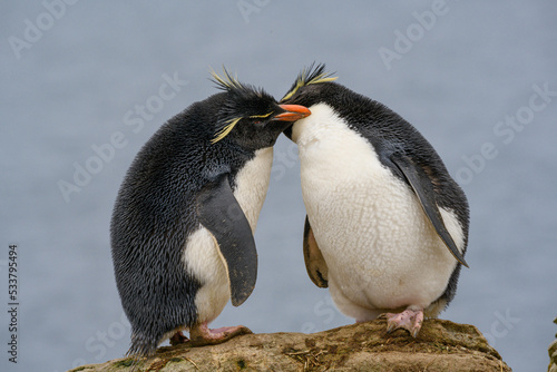 Falkland Islands, pair of rockhopper penguins on New Island photo