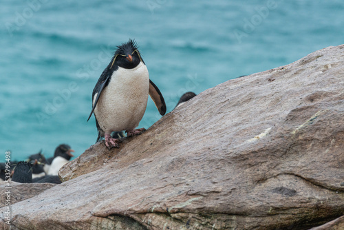 Falkland Islands, Saunders Island, colony of southern rockhopper penguins.