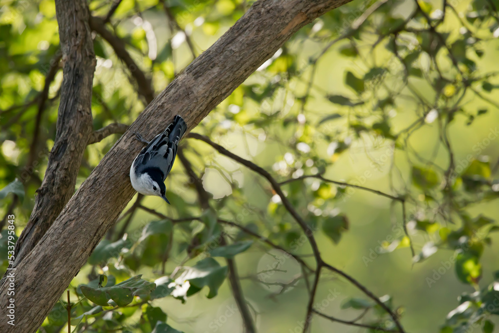 White breasted nuthatch bird, Sitta carolinensis, upside down on a lilac tree branch on a summer morning in an Iowa backyard. White breasted nuthatch bird, Sitta carolinensis, upside down on a lilac tree branch on a summer morning in an Iowa backyard.
