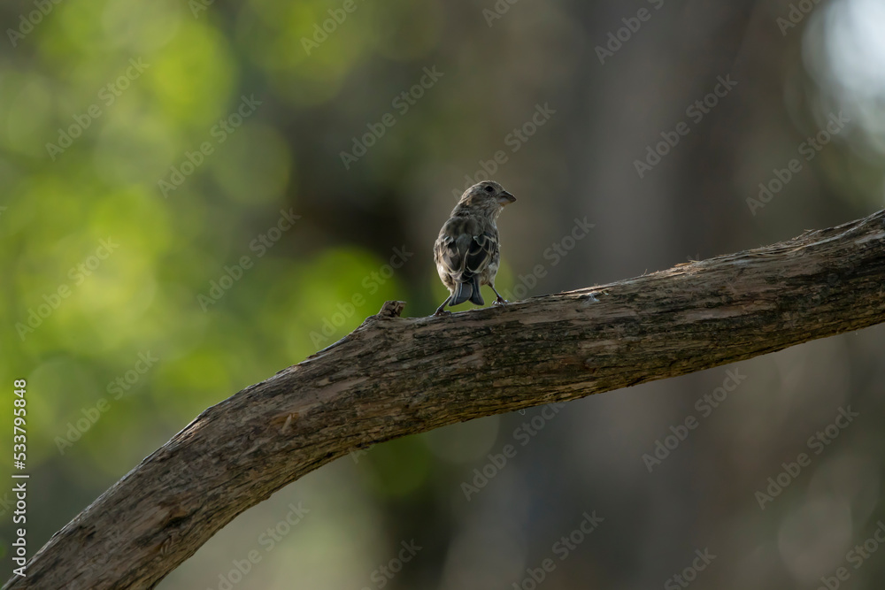 Back view of female house sparrow perching on a branch with head turned. The bird is isolated on a bokeh background with copy space for text. Photo was taken in Iowa on a late summer morning. Back view of female house sparrow perching on a branch with head turned. The bird is isolated on a bokeh background with copy space for text. Photo was taken in Iowa on a late summer morning.
