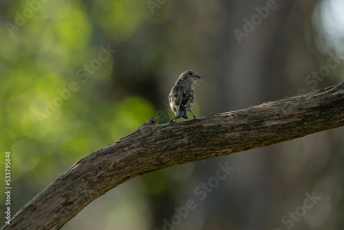 Back view of female house sparrow perching on a branch with head turned. The bird is isolated on a bokeh background with copy space for text. Photo was taken in Iowa on a late summer morning. 