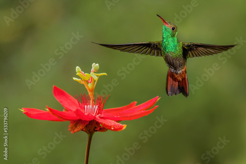 Rufous tailed hummingbird, Costa Rica © Danita Delimont