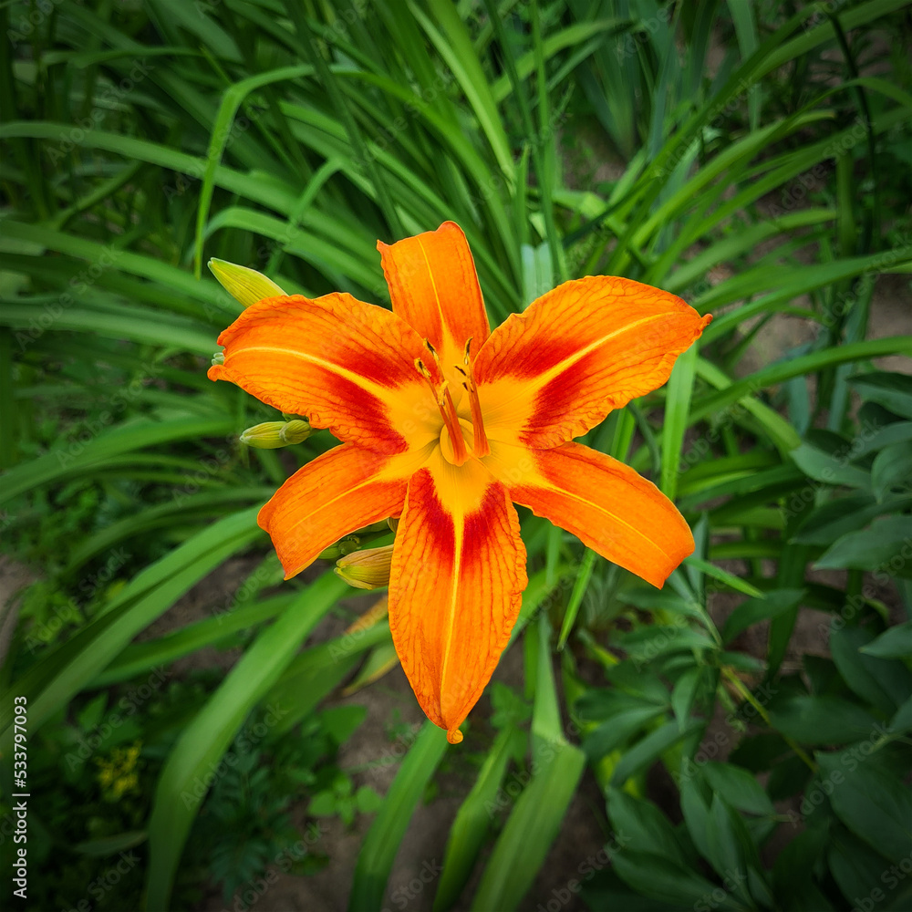 Beautiful blooming orange lily with closed buds on a background of green grass Beautiful blooming orange lily with closed buds on a background of green grass
