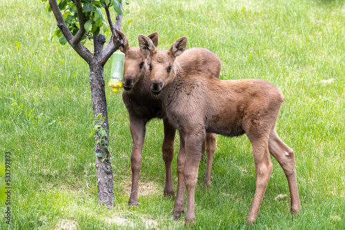 Alaska Moose Calves © Jerad