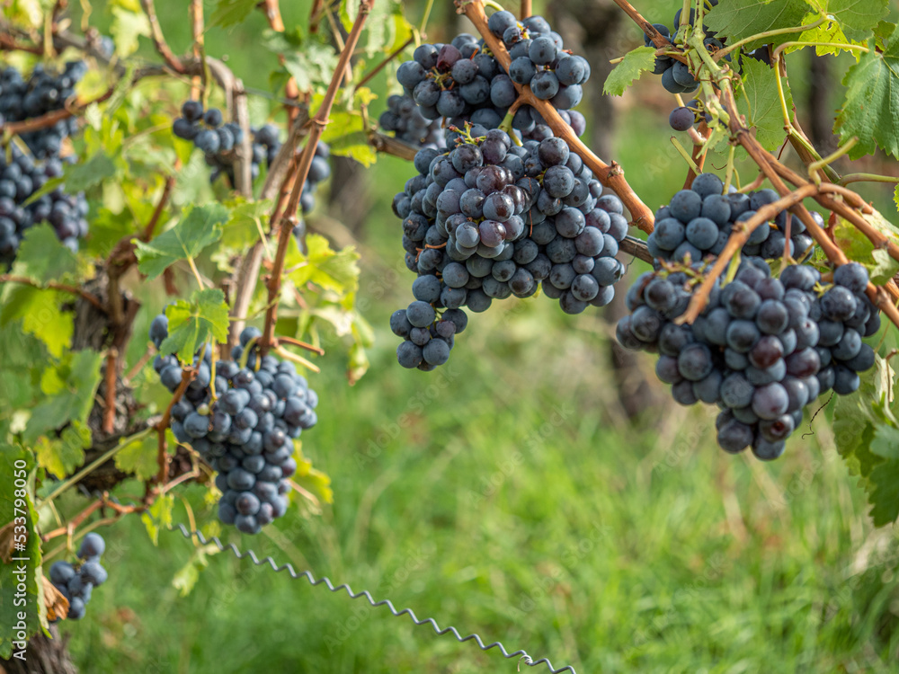 Reife Trauben am Weinstock