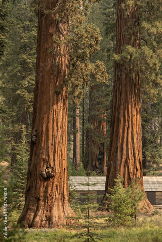 Three Sequoia Trees Stand Tall Over Long Cabin On The Forest Floor