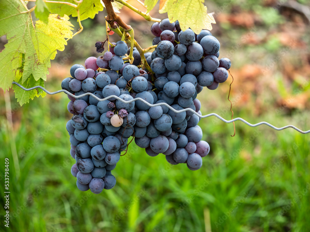 Reife Trauben am Weinstock