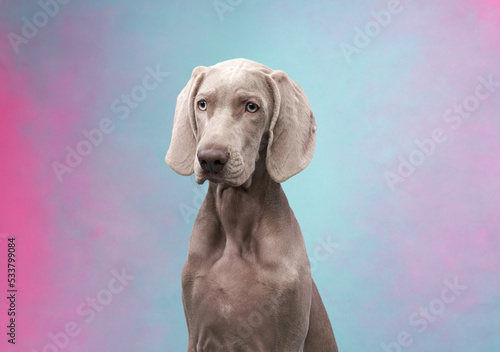 Funny dog on a colored, pink-blue background. Happy Weimaraner puppy 