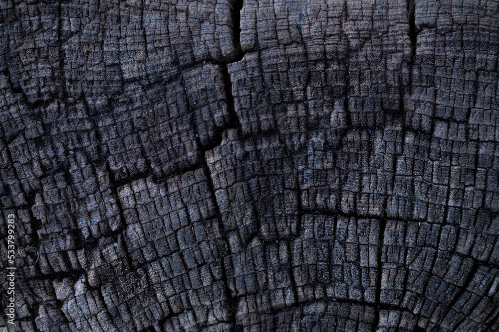 Fototapeta premium Closeup of surface structure of a wooden cross-section cut of rich timber.
