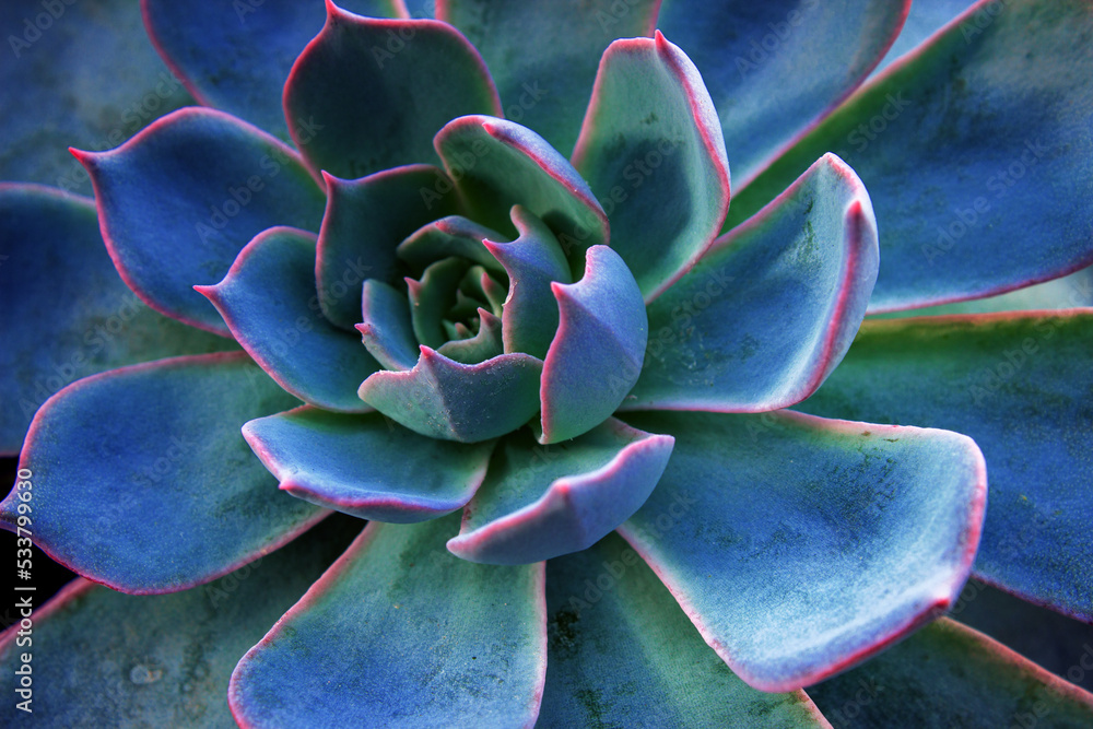 Succulent cactus background. Close up of teal and purple succulent cactus leaves texture wallpaper. Printable wall art. Selective focus Succulent cactus background. Close up of teal and purple succulent cactus leaves texture wallpaper. Printable wall art. Selective focus