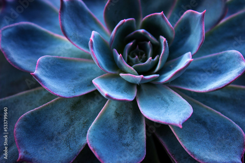 Succulent cactus background. Close up of teal and purple succulent cactus leaves texture wallpaper. Printable wall art. Selective focus photo