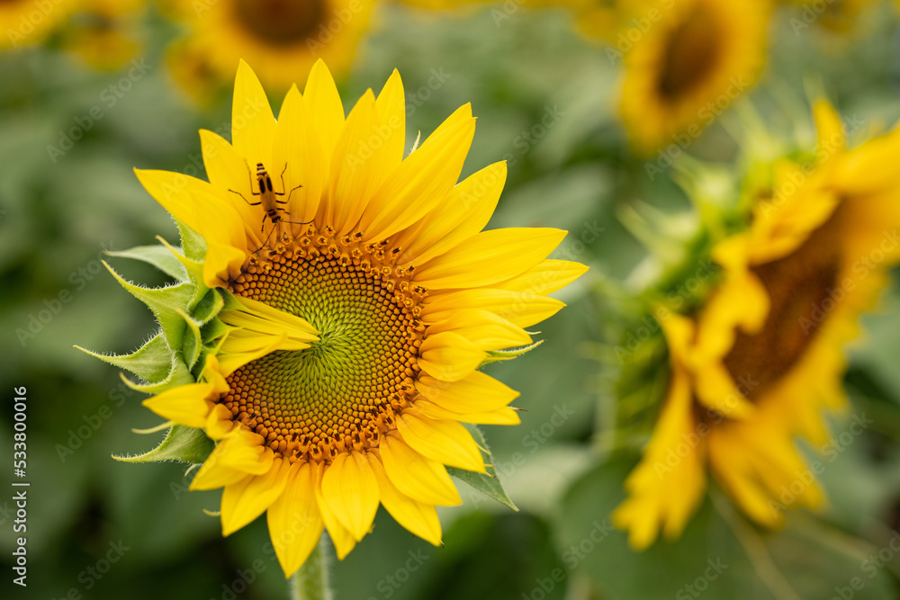 Sunflowers with insect