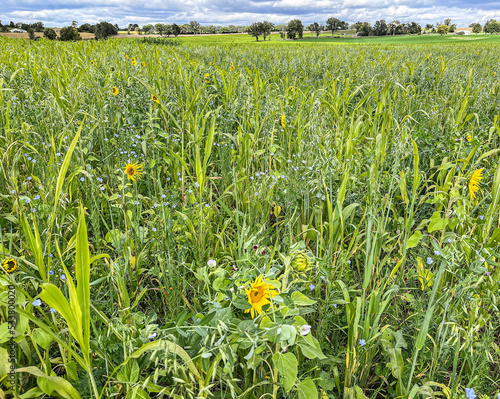 A wide view of a field of cover crops such as sunflower, sudangrass, Austrian winter peas, buckwheat, flax, and oats photo