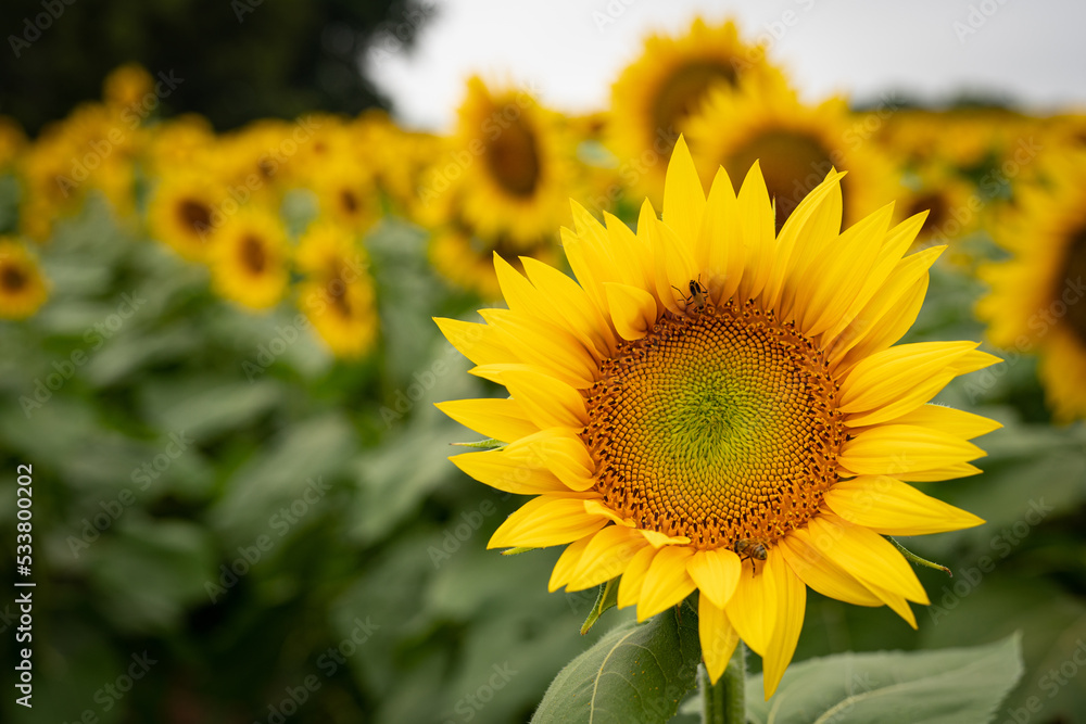 Obraz premium Sunflowers