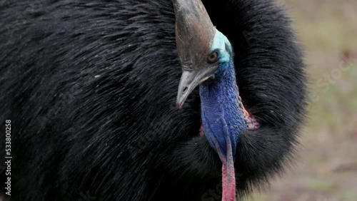 a slow motion clip of a southern cassowary turning towards the camera at etty bay of queensland, australia photo