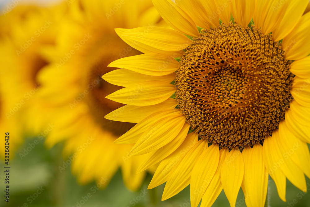 Sunflower close-up Sunflower close-up