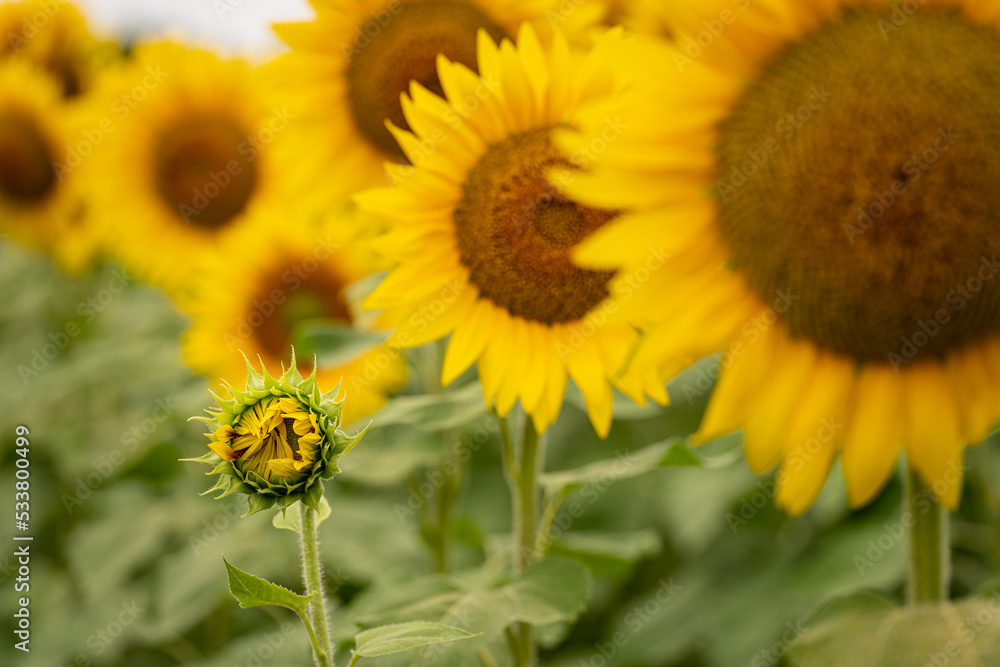 Sunflower bud in field Sunflower bud in field