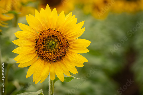 Sunflower © Christina