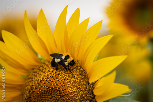 Sunflower close-up with bee