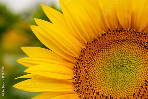 Sunflower close-up