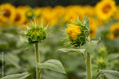 Sunflower conversation