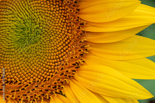 Sunflower close-up