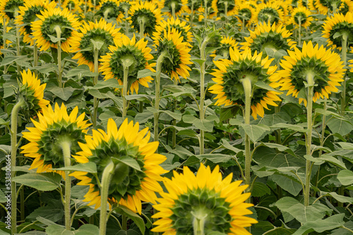 Sunflower field facing backwards