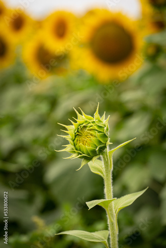 Sunflower bud in field