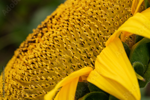 Sunflower close-up