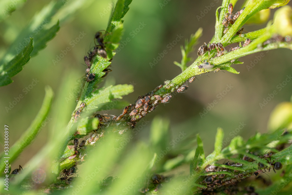 Aphids in large numbers on the stems of garden plants, guarded by ants, summer flowering of plants, macro close-up, blurred background. Aphids in large numbers on the stems of garden plants, guarded by ants, summer flowering of plants, macro close-up, blurred background.