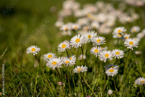 colorful daisies growing in large groups on the green lawn in the garden, wild flowers growing on the lawn in summer, close-up, blurred background