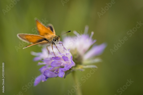 The large skipper (Ochlodes sylvanus) perched on a pink field flower is a butterfly with yellow - orange wings of the family Hesperiidae - Karłątek kniejnik. Closeup macro shot. Blurred background.