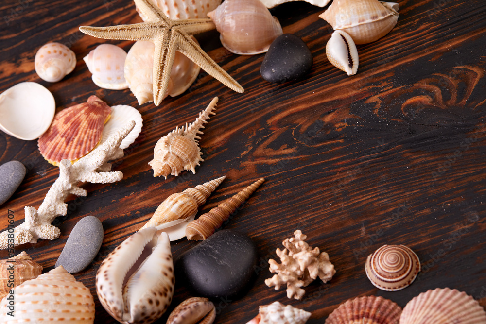 shells and sea star on wooden backgroun