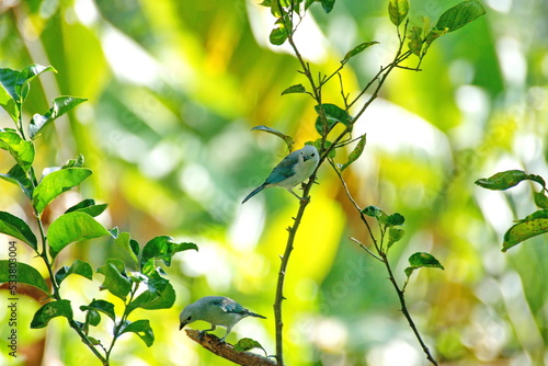 Blue-gray tanager (Thraupis episcopus) perched on a stick in the Intag Valley, outside of Apuela, Ecuador photo