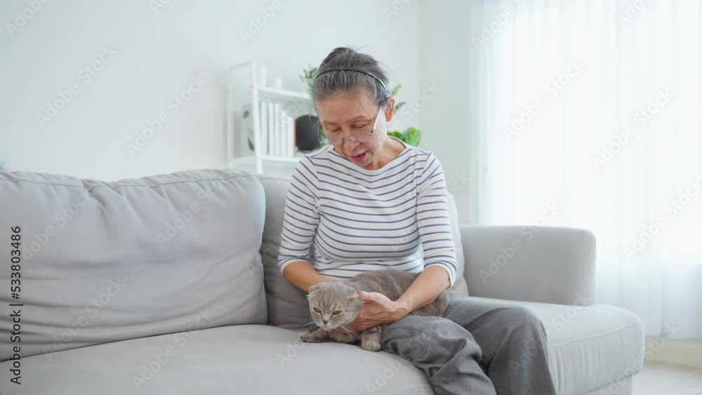 Asian senior woman stroking and play with domestic cat in living room.
Asian senior woman stroking and play with domestic cat in living room.