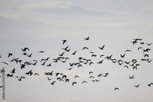 Obraz na plátne geese flock against the sky freedom wildlife birds
