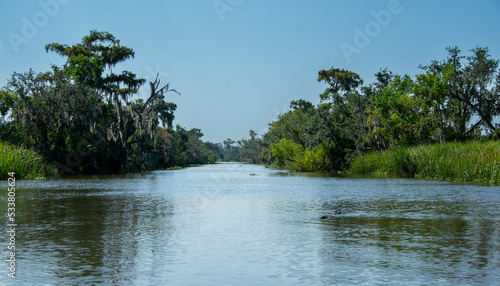 gator in the bayou