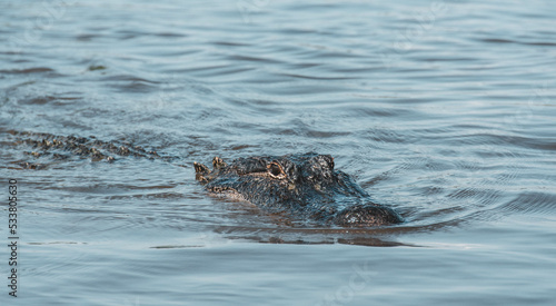 gator in the bayou