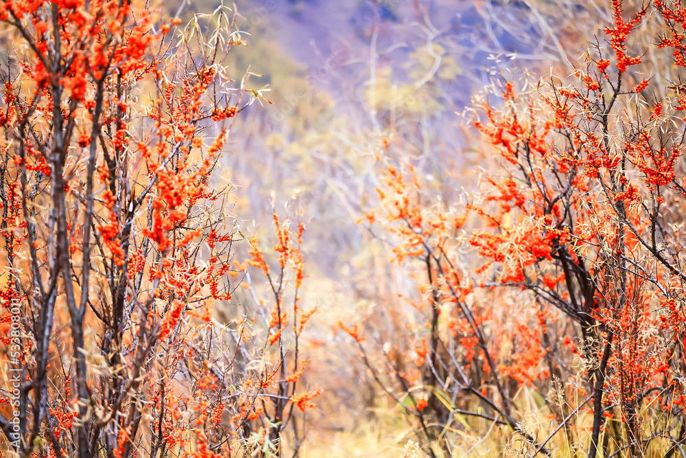 sea buckthorn ripe berries on bushes, medicine vitamin c antioxidant nutrition sea buckthorn ripe berries on bushes, medicine vitamin c antioxidant nutrition