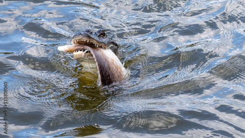 alligator in the swamp eating a fish