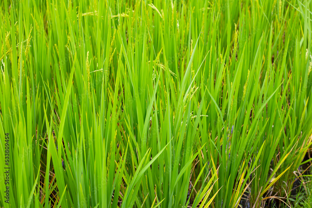 Rice plant in rice field. Rice plant in rice field.