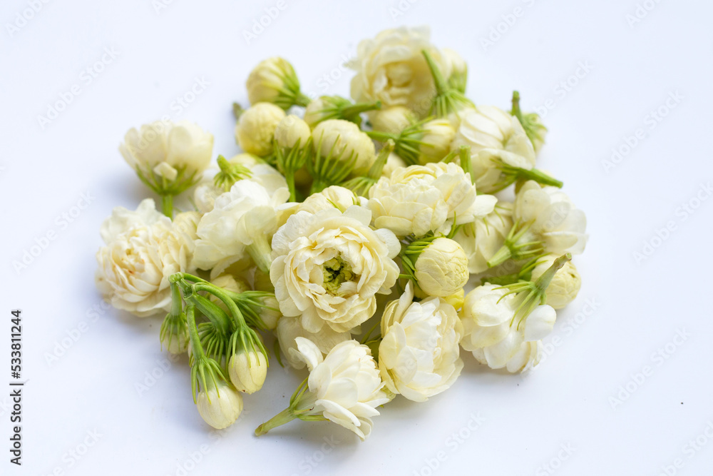 Jasmine flower on white background.